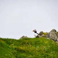 Mylena Gros - MYKINES (ILES FÉROÉ) - 2024