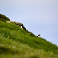 Mylena Gros - MYKINES (ILES FÉROÉ) - 2024