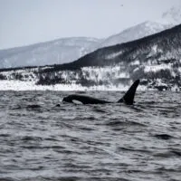 Mylena Gros - SKJERVØY (NORVÈGE) - 2019