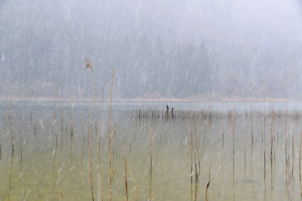 Mylena Gros - Animal tracks