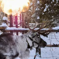 Mylena Gros - SIRKKA (FINLANDE) - 2020