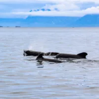 Mylena Gros - ANDØYA (NORVÈGE) - 2023
