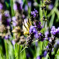 Mylena Gros - CHÂTEAUNEUF-DE-BORDETTE (FRANCE) - 2018