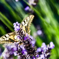 Mylena Gros - CHÂTEAUNEUF-DE-BORDETTE (FRANCE) - 2018