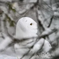 Mylena Gros - RANUA (FINLANDE) - 2020