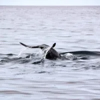 Mylena Gros - ANDØYA (NORVÈGE) - 2023