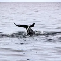 Mylena Gros - ANDØYA (NORVÈGE) - 2023