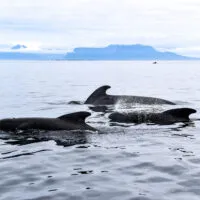 Mylena Gros - ANDØYA (NORVÈGE) - 2023