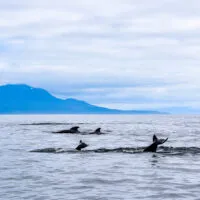 Mylena Gros - ANDØYA (NORVÈGE) - 2023
