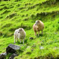 Mylena Gros - STREYMOY (ILES FÉROÉ) - 2024