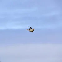 Mylena Gros - MYKINES (ILES FÉROÉ) - 2024