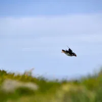 Mylena Gros - MYKINES (ILES FÉROÉ) - 2024