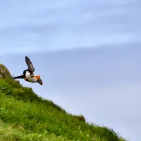 Mylena Gros - MYKINES (ILES FÉROÉ) - 2024