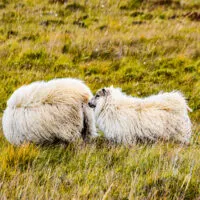 Mylena Gros - VATNAJÖKULSÞJÓÐGARÐUR (ISLANDE) - 2018