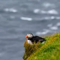 Mylena Gros - MYKINES (ILES FÉROÉ) - 2024