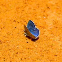 Mylena Gros - RUSTREL (FRANCE) - 2016