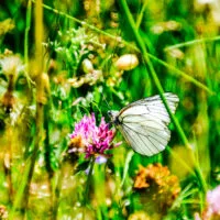 Mylena Gros - SAINT-OURS (FRANCE) - 2016