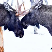 Mylena Gros - BARDU (NORVÈGE) - 2018