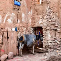 Mylena Gros - TAFZA (MAROC) - 2022