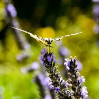 Mylena Gros - CHÂTEAUNEUF-DE-BORDETTE (FRANCE) - 2018