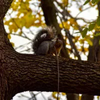 Mylena Gros - MONTRÉAL (CANADA) - 2023