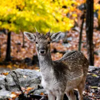 Mylena Gros - MONTEBELLO (CANADA) - 2023