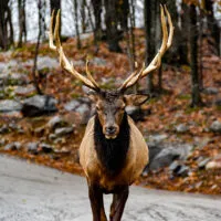 Mylena Gros - MONTEBELLO (CANADA) - 2023