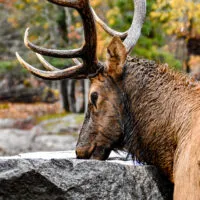 Mylena Gros - MONTEBELLO (CANADA) - 2023