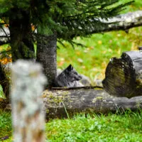 Mylena Gros - MONTEBELLO (CANADA) - 2023