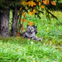 Mylena Gros - MONTEBELLO (CANADA) - 2023