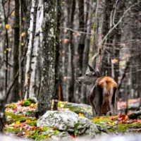 Mylena Gros - MONTEBELLO (CANADA) - 2023