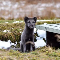 Mylena Gros - MÖÐRUDALUR (ISLANDE) - 2018