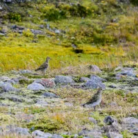 Mylena Gros - VATNAJÖKULSÞJÓÐGARÐUR (ISLANDE) - 2018