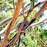 Mylena Gros - PHILLIP ISLAND (AUSTRALIE) - 2013