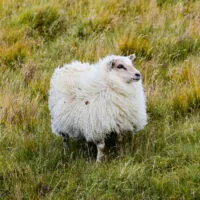 Mylena Gros - VATNAJÖKULSÞJÓÐGARÐUR (ISLANDE) - 2018