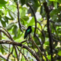 Mylena Gros - MARTINIQUE (FRANCE) - 2022