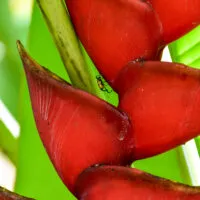 Mylena Gros - MARTINIQUE (FRANCE) - 2022