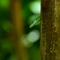 Mylena Gros - MARTINIQUE (FRANCE) - 2022