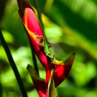 Mylena Gros - MARTINIQUE (FRANCE) - 2022