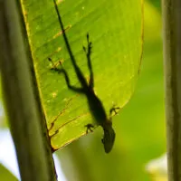 Mylena Gros - MARTINIQUE (FRANCE) - 2022