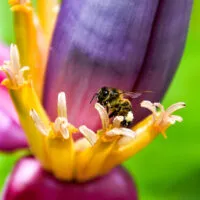 Mylena Gros - MARTINIQUE (FRANCE) - 2022