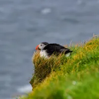 Mylena Gros - MYKINES (ILES FÉROÉ) - 2024