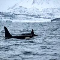 Mylena Gros - SKJERVØY (NORVÈGE) - 2019