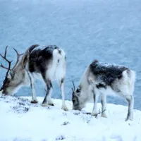 Mylena Gros - SOMMARØY (NORVÈGE) - 2019