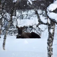 Mylena Gros - SOMMARØY (NORVÈGE) - 2019