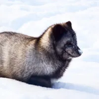 Mylena Gros - BARDU (NORVÈGE) - 2022