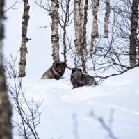 Mylena Gros - BARDU (NORVÈGE) - 2022