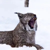 Mylena Gros - BARDU (NORVÈGE) - 2022