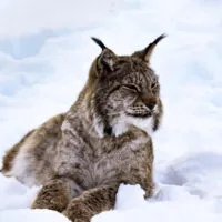 Mylena Gros - BARDU (NORVÈGE) - 2022