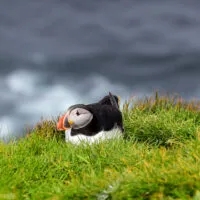 Mylena Gros - MYKINES (ILES FÉROÉ) - 2024